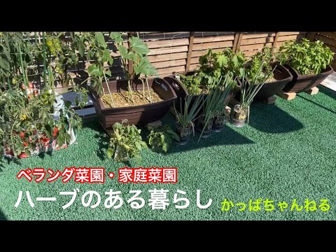 ベランダ菜園 家庭菜園 ハーブのある暮らし Youtube