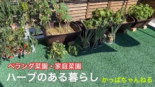 ベランダ菜園・家庭菜園 ハーブのある暮らし