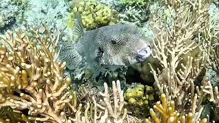 A Stellate Pufferfish Drifting Through Seraya Reef Sprinkled With Star-Like Spots