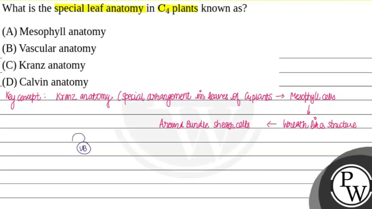 What is the special leaf anatomy inC4 plants known as?....