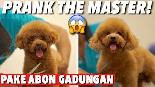 FAKE SHREDDING! THE MASTER DIDN'T REALIZE! SO SERIOUS 😡 | THE GOLDEN FAMILY