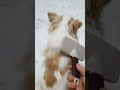 빗질이 너무 좋아.                                      #털관리#강아지#반려견