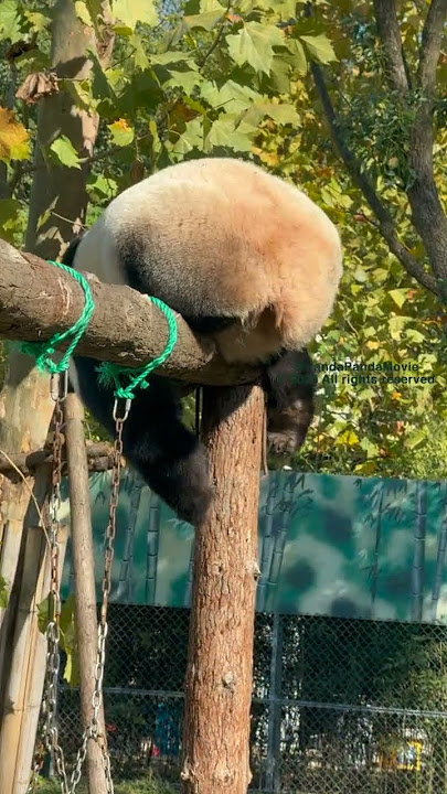 So satisfying! Malaysian-born panda Nuan Nuan 暖暖 eating bamboo tips on the balance beam. 暖暖平衡木上吃笋