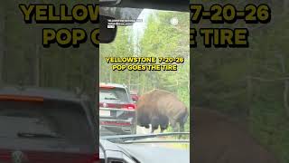 Bison Pops Car Tire at Yellowstone National Park