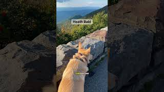The Hidden Ecosystems of Appalachia | Rainforests, Tundra, Alpine Forests &amp; More