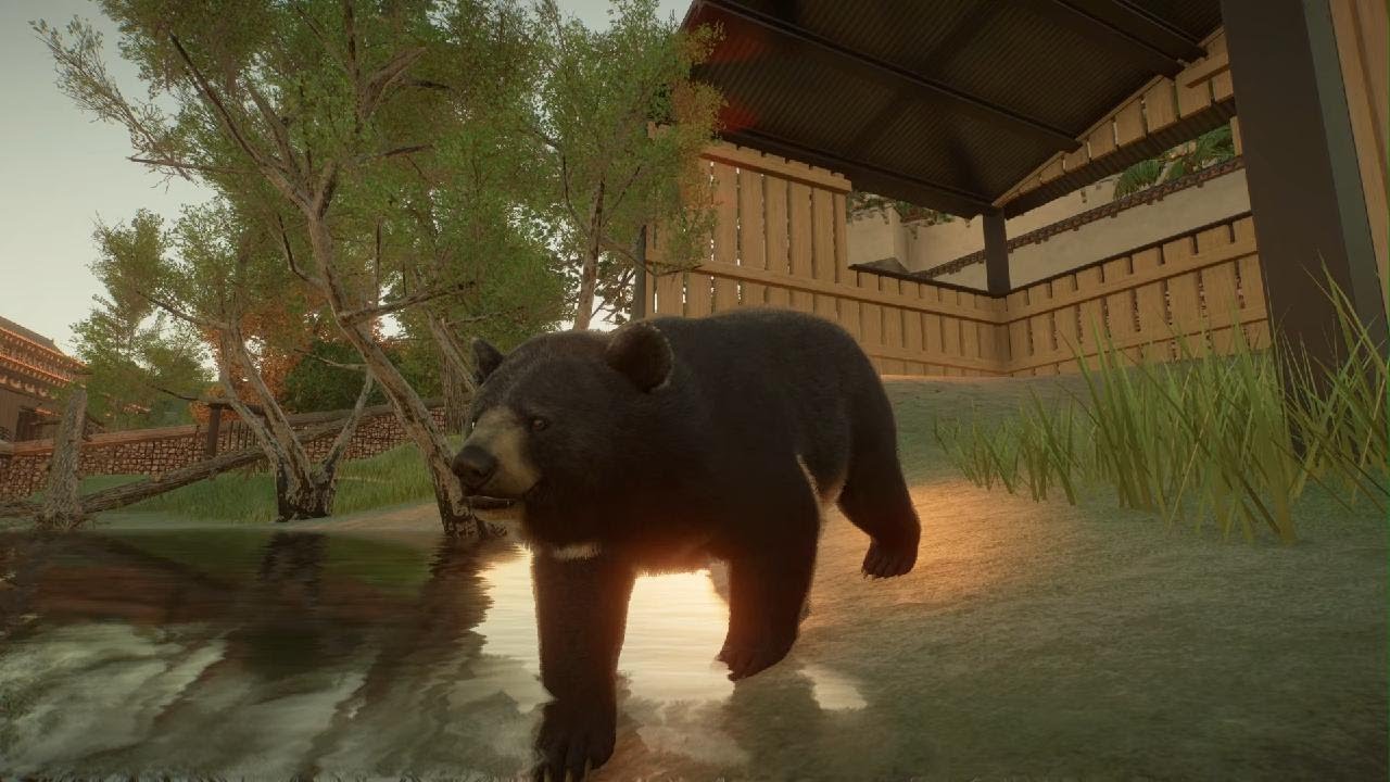 Planet Zoo: Formosan Black Bear
