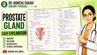 Prostate gland anatomy| Abdomen and pelvis anatomy|
