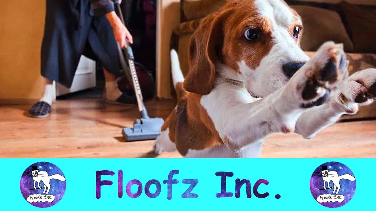 The Funniest Dogs Vs. Vacuum Cleaners! YouTube