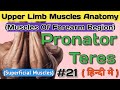 Forearm Muscles in Hindi||Pronator Teres||Part 21||Muscles Anatomy In Hindi,
