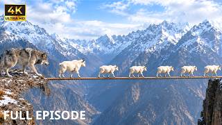 Spectacular Escape on the Cliffside | Mountain Goat and Wolves | FULL EPISODE | Wildlife Documentary
