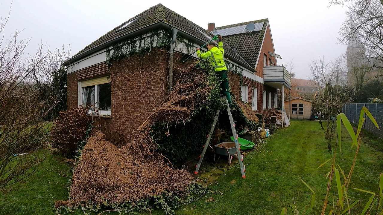 I Was WRONG in Thinking that Removing Ivy Would be EASY