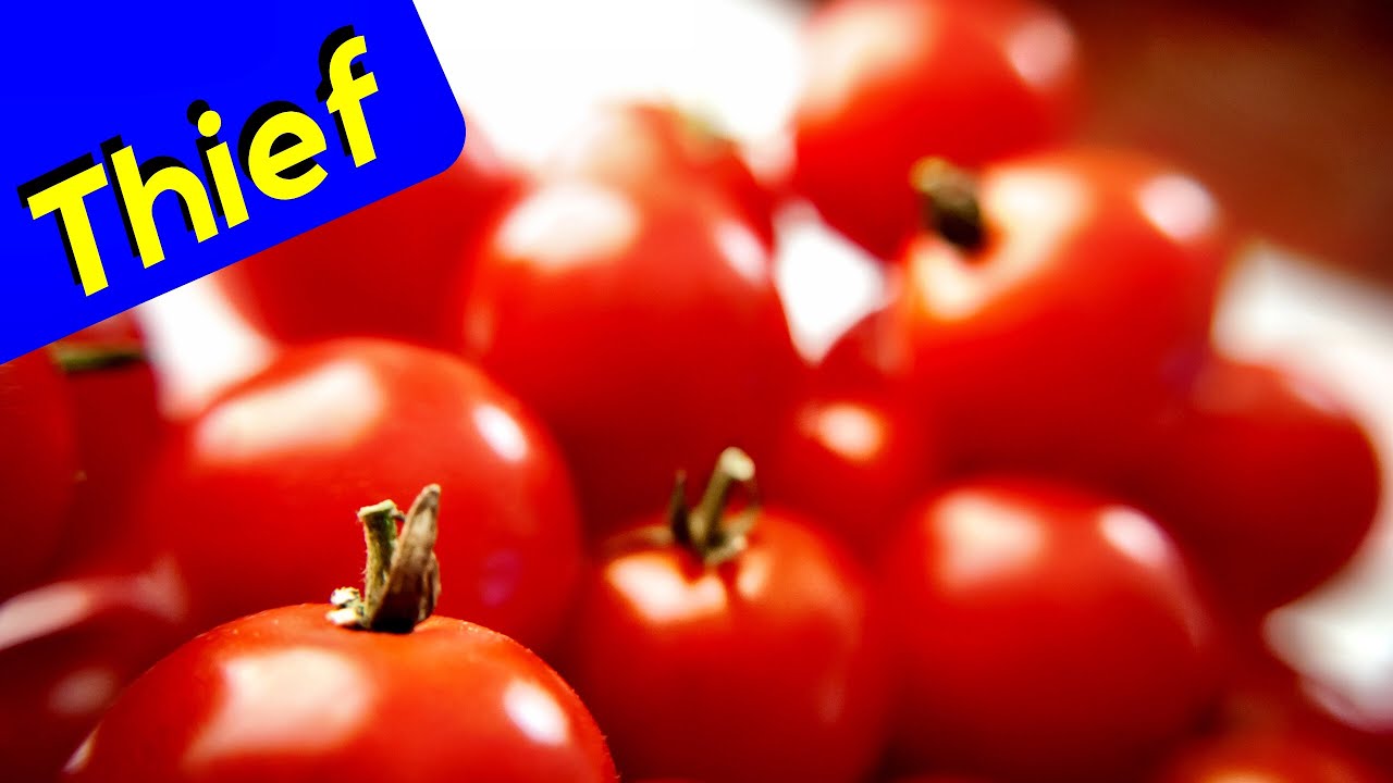 Dog Eating Tomato Plant (Thief)