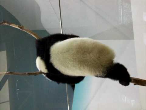 やんちゃな仔パンダは元気いっぱい