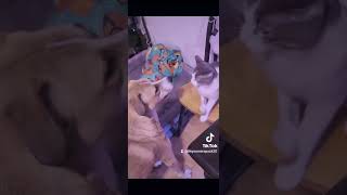 Babs 🩷 on the loose: EXPECT PAWS &amp; CLAWS... Poor Woocie 💛 doesn't stand a chance!‼️🤪🫶