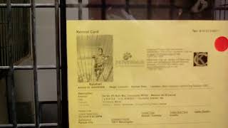 20181202 Miniture Ruby At Kc Pet Project Dog Shelter