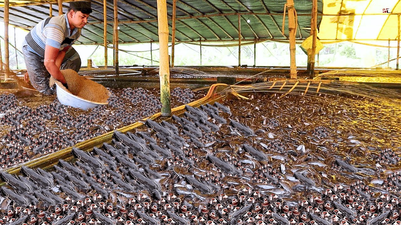 PENGALAMAN UNIK!! Makan Bersama Ribuan Ikan Lele! Massive Catfish Feeding Frenzy Will Amaze You!!