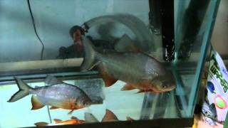 350 Gallon Cinderblock Aquarium Stand