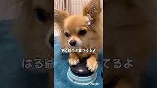 名前を呼ぶと…#shorts #チワワ #dog