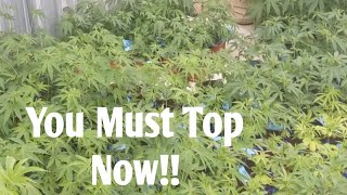 Outdoor Grow season 3! Topping Memorial Day Weekend will increase Yields and Big Buds!