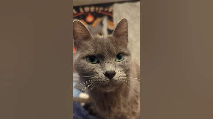 Watch the video about Russian Blue cat Skeletor what do you want #cat #neko #kitty #catfamily #funnycats #cute #adopt