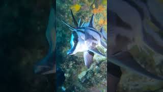 Boarfish The Shimmering Jewel Of The Deep Tanked Ind