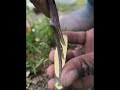 two tongue grafting #grafting #budding #agriculture #garden #fruit_grafting