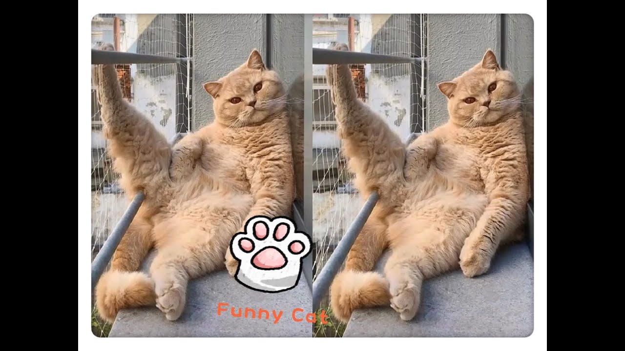 ♥️♥️You will feel happy everyday if you have a cat ! Funniest