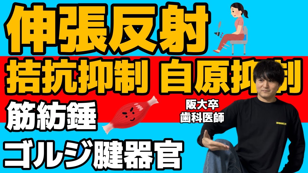 絶対わかる！！伸張反射 拮抗抑制反射 自原抑制反射 筋紡錘 ゴルジ腱器官【解剖生理学74】【神経の生理25】