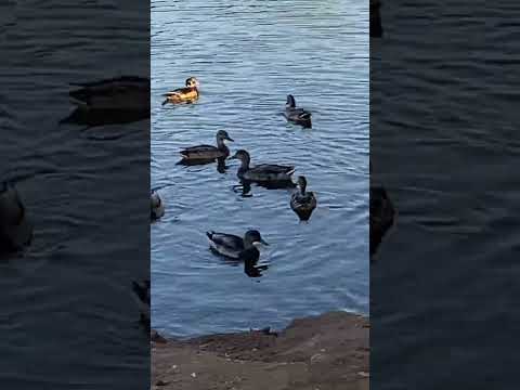 August 31 2025 Santte San Diego CA