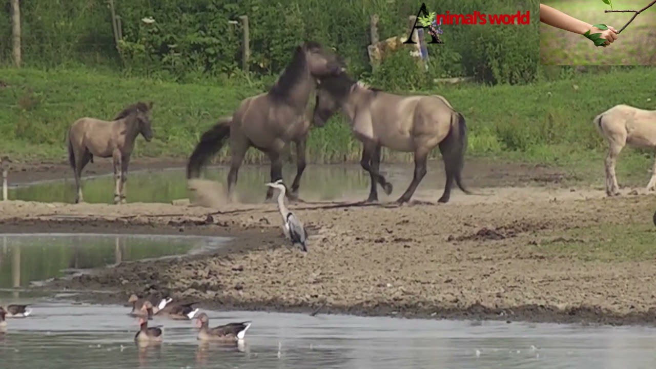 Wild Konik horses wrestle and play around with each other
