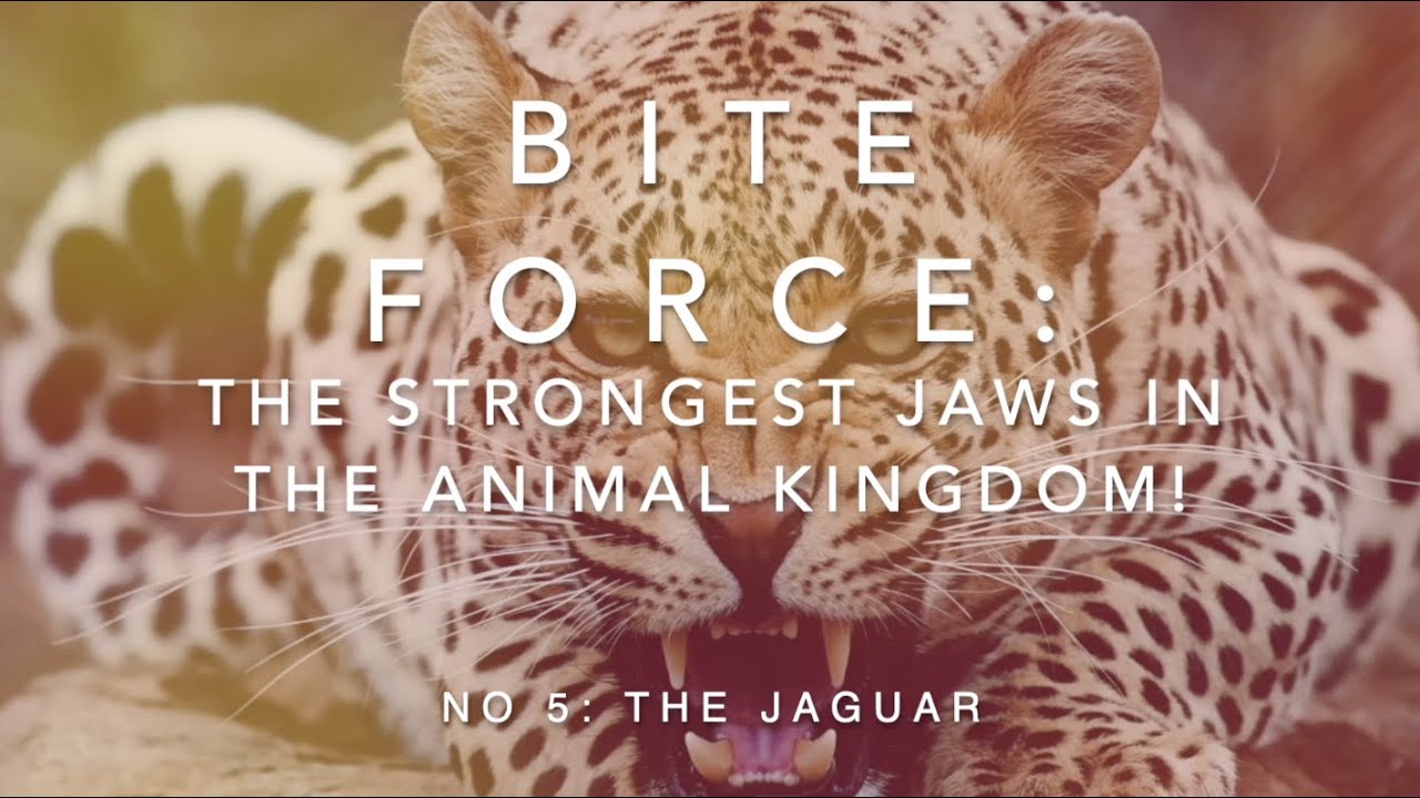 Bite Force: The Strongest Jaws in the Animal Kingdom – Danbury Library