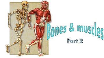 Bones and Muscles - Part 2, 5th Standard, Science, CBSE