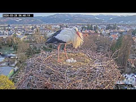 Kirchzarten Stork Fifth Egg 2026 live cam preview