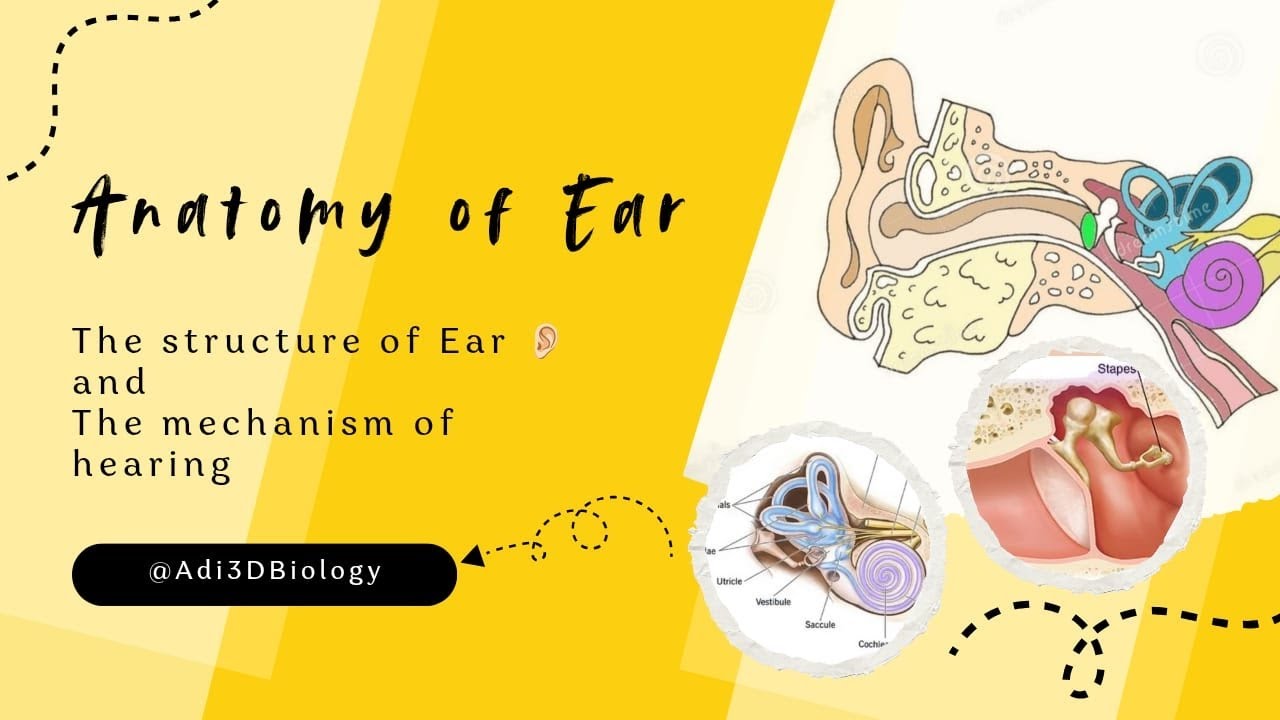 Anatomy of human Ear 3D animation | The structure and of Ear| for Madical studies