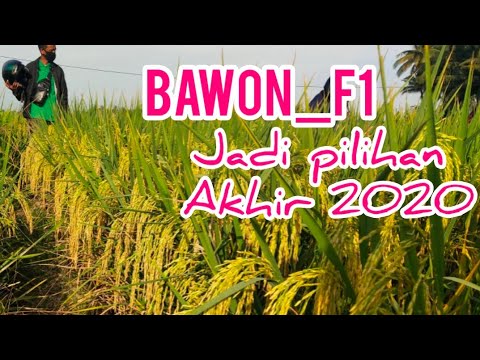PADI BAWON F1 SUPER MANTAP (Siap Meramaikan Sahabat Tani)wa.082276616320