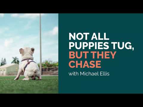 not-all-puppies-and-dogs-tug,-but-they-will-chase---michael-ellis