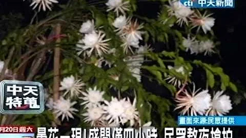 昙花一现！盛开仅四小时 民众熬夜抢拍 - 天天要闻