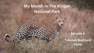 The Kruger National Park - Talamati Bushveld Camp