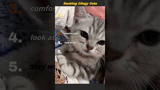 Clingy Cats #ranking #cute #cats #clingy #meow #clips #cat #fyp #foryou