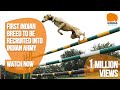 Dogs of Honour - Mudhol Hounds