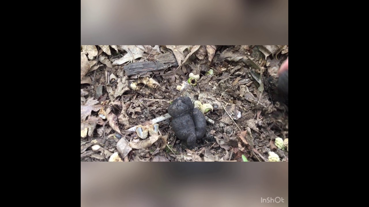 Dead Mans Fingers 2020 Mushrooms