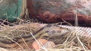 Famous Rat Snake eating an extra large chicken egg Profile