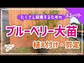 【ブルーベリー 植え付け・剪定】大苗で初年度から沢山果実を収穫する方法