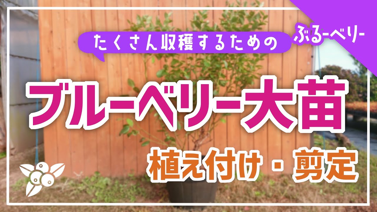 【ブルーベリー 植え付け・剪定】大苗で初年度から沢山果実を収穫する方法