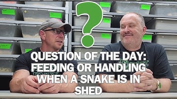 Is HANDLING or FEEDING a snake while SHEDDING a good idea?