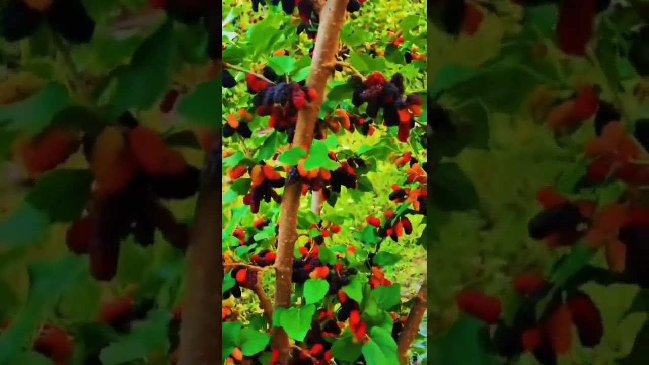 Very nice Mulberry fruit 