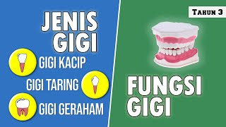Jenis gigi dan fungsinya | Sains Tahun 3 KSSR