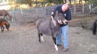 Lusco Farms- Miniature mule needs a home