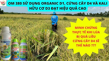 OM 380 SỬ DỤNG D1, D3, D4 CẢ VỤ. PHUN CỨNG CÂY D4 LẬM THUỐC LÚA VẪN TRỔ RỘ VÔ GẠO TỐT.