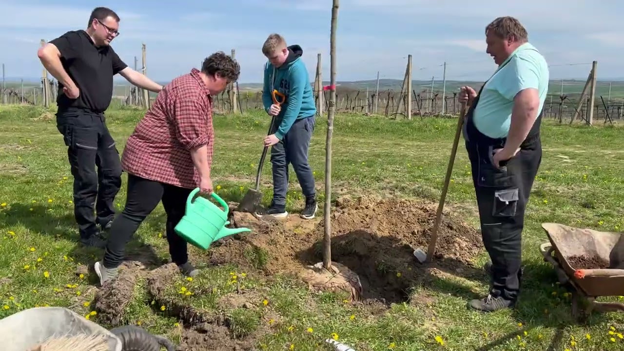 Velkobílovičtí vinaři výsadba stromů